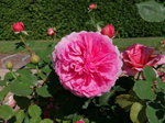 Schaugarten Saubergen Familie Österreicher aufgeblühte rosa Pfingstrose